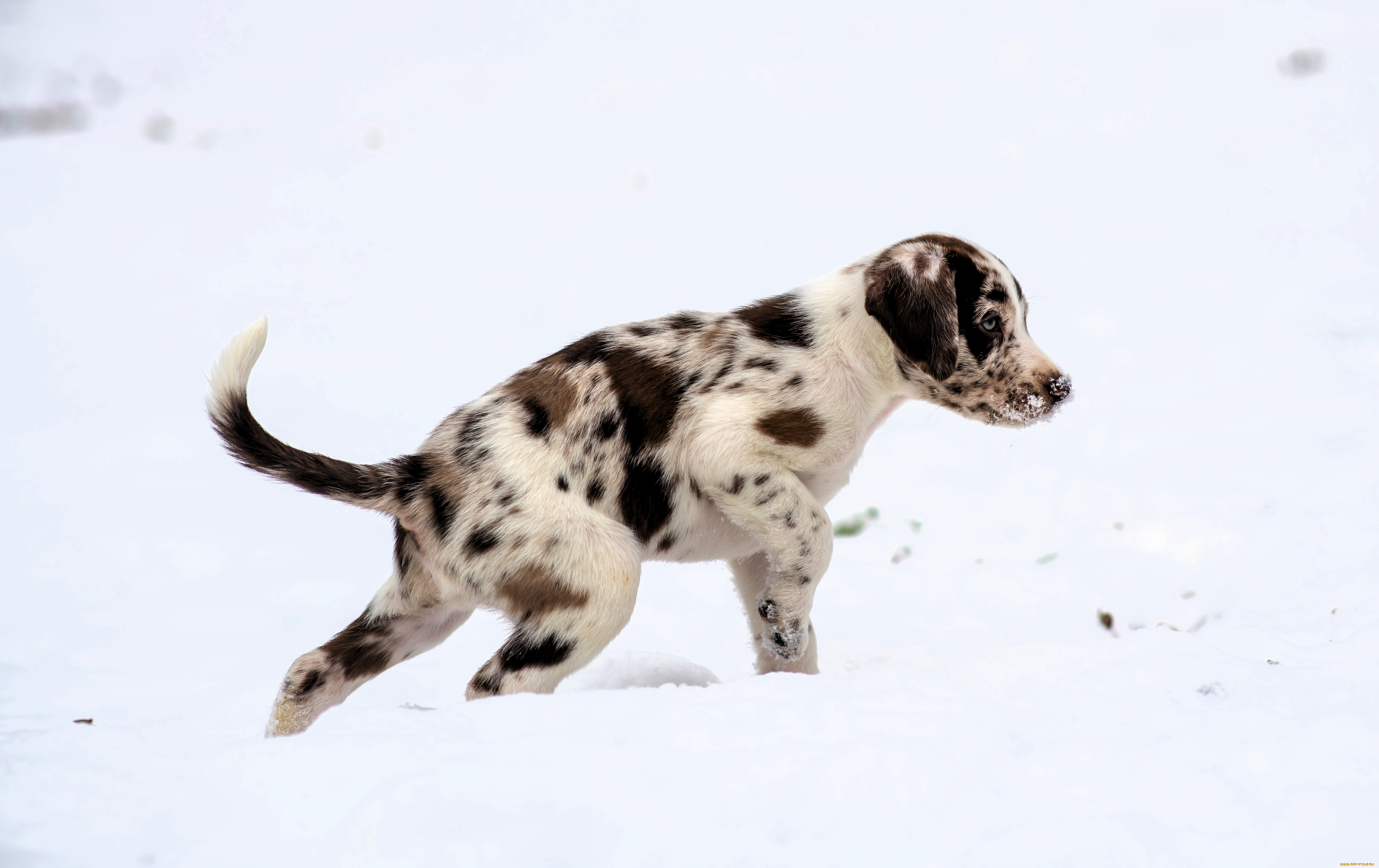 ��������, ������, �����, ���������, ����, ����